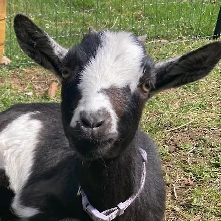 Campismo de Luxo Yourte Auzat