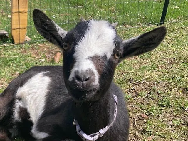 Οργανωμένο κάμπινγκ Yourte Auzat