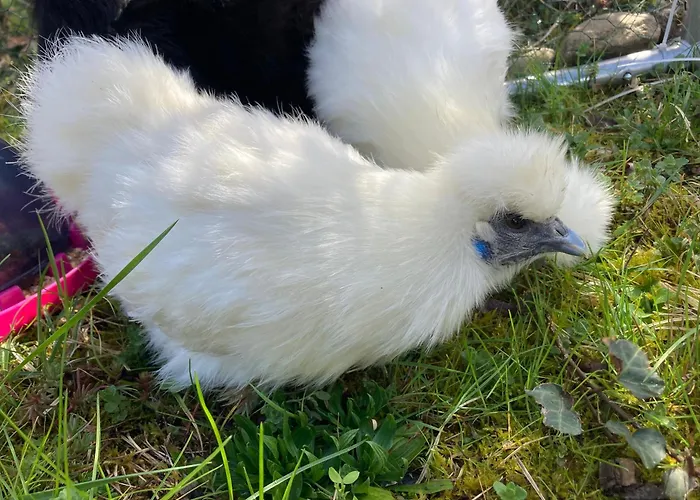 Yourte Οργανωμένο κάμπινγκ *