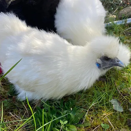 Yourte خيمة فخمة *